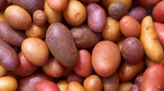 Tattie Day: 9.30am to 1pm Saturday 14 March