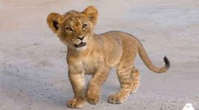The Lion King, screening 2:30pm on Saturday 22 February